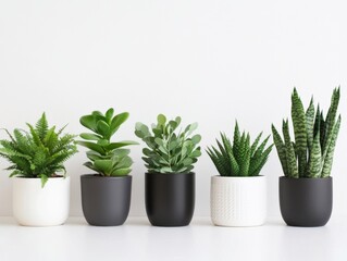 A set of small indoor plants, including succulents, cacti, and ferns, neatly arranged on a bright white surface.