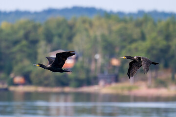 Kormorane im Flug in Schweden im Herbst	
