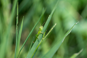 緑の中にたたずむバッタのクローズアップ