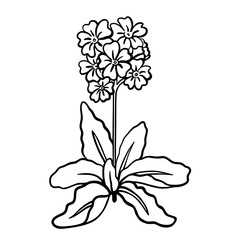 Primula or primrose black line drawing sketch isolated on white. Hand drawn outline of single flower in doodle style. Vector clipart for spring flowers and springtime illustration, floral design.