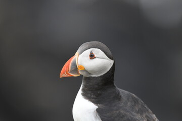 Naklejka premium puffin
