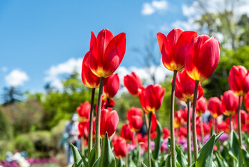Bright red tulips with yellow bases bloom under a clear blue sky in a vibrant spring garden. These tulips resemble the "Apeldoorn" variety, known for their vivid colors and tall stems