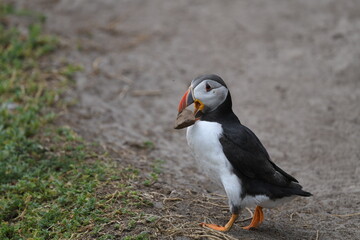 puffin