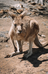 A baby kangaroo (joey) standing outdoors in a lush tropical setting, showcasing its long tail and soft brown fur. Captured in Hobart TAS, this wildlife portrait highlights the beauty of native fauna