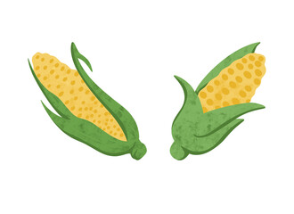 Bright tasty Corn hand drawn illustration