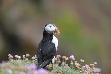 atlantic puffin