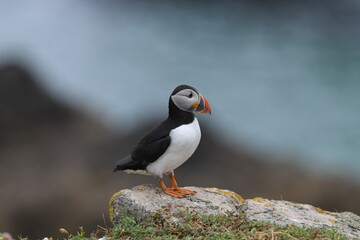 atlantic puffin 
