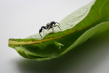 spider on leaf