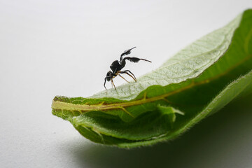 spider on leaf