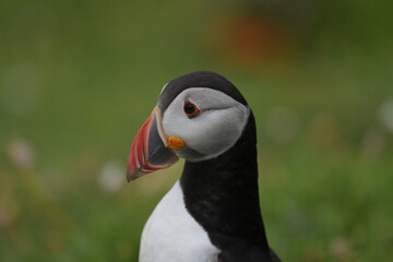 atlantic puffin