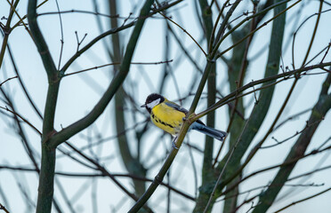 Beautiful great tit (Parus major) in a tree