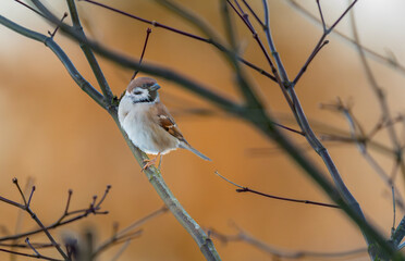 Tree sparrow (Passer montanus)