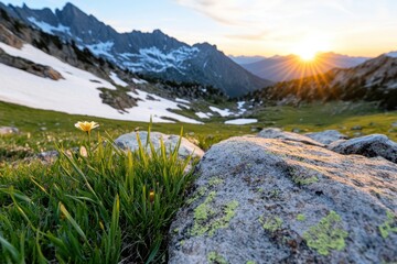 A vibrant flower stands out against the rocky terrain under the golden light of sunset, illustrating the resilience of nature and the beauty found in harsh environments.