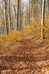 Leaf-covered hiking trail