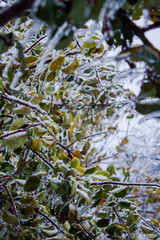 Frozen leaves on the branches of trees in the winter. Selective focus.
