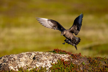 A parasitic skua flies over the North Scandinavian fells