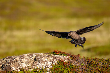 A parasitic skua flies over the North Scandinavian fells