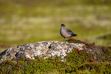 A parasitic skua stands on a viewpoint in the North Scandinavian fells