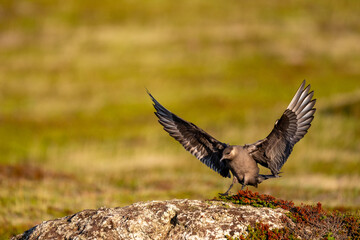 A parasitic skua flies over the North Scandinavian fells