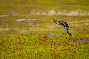 A parasitic skua flies over the North Scandinavian fells