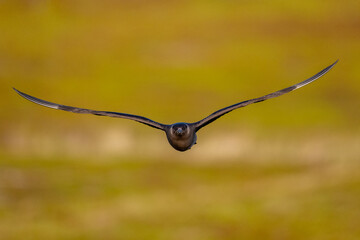 A parasitic skua flies over the North Scandinavian fells