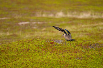 A parasitic skua flies over the North Scandinavian fells