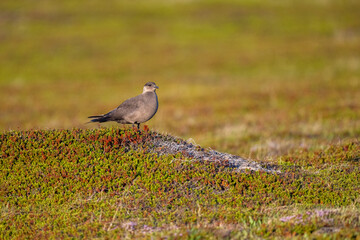 A parasitic skua stands on a viewpoint in the North Scandinavian fells