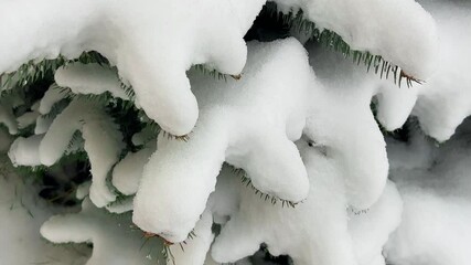 Green needles of spruce are covered with white snow in winter.
