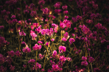 field of pink flowers