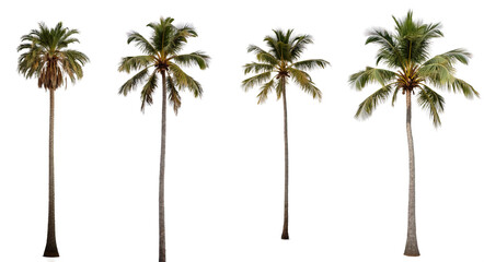 Set of palm trees on an isolated transparent background. Concept of the set and decoration.