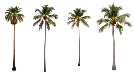 Set of palm trees on an isolated transparent background. Concept of the set and decoration.