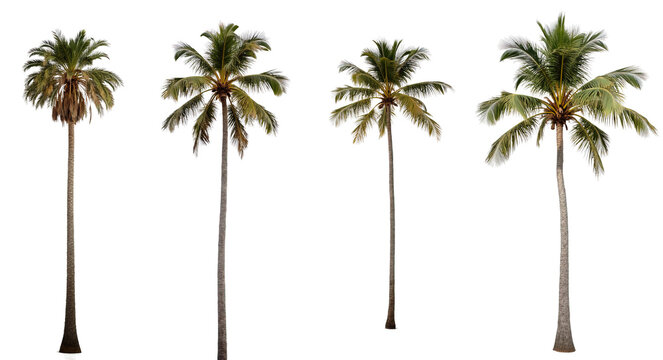 Set of palm trees on an isolated transparent background. Concept of the set and decoration.