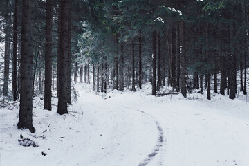Forest road of rural Toten an evening of January.