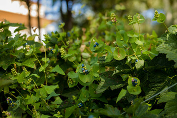 Green leaves and blue berries on the bush in the summer garden.