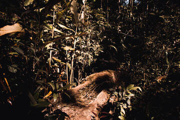 The old tree fall to be chair