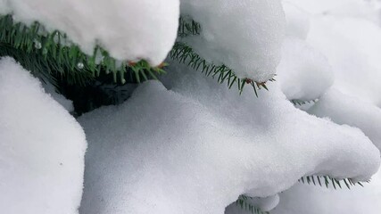 Green needles of spruce are covered with white snow in winter.