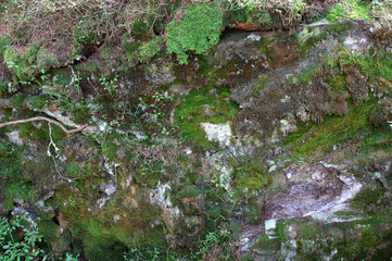 Texture of a mountain rock covered with green moss.