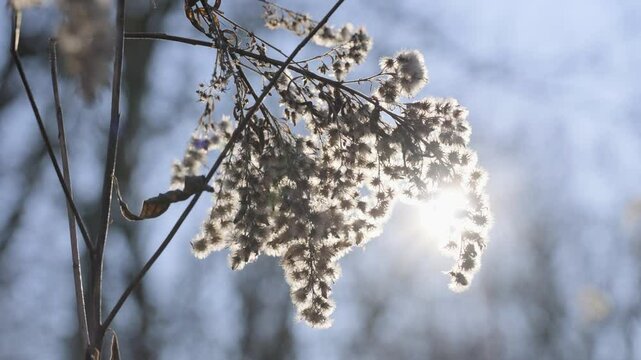 Dried ragweed in natural environment