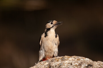 Lovely woodpecker on rock and black background. Syrian Woodpecker, Dendrocopos syriacus