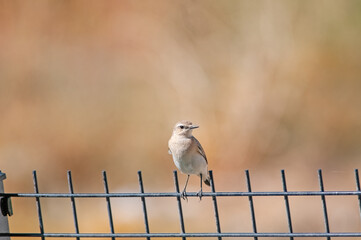 Cute little bird on the garden fence. Northern Wheatear, Oenanthe oenanthe.