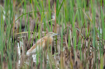 A heron among reed plants in a wetland. Squacco Heron, Ardeola ralloides.