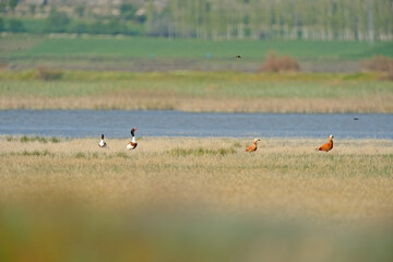 Birds in wetland habitat. Ducks feeding by the lake. Ecosystem. Ruddy Shelduck, Tadorna ferruginea, Common Shelduck, Tadorna tadorna.