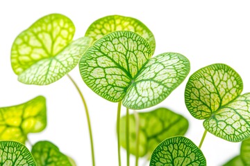 Green Leaves: Nature's Intricate Beauty