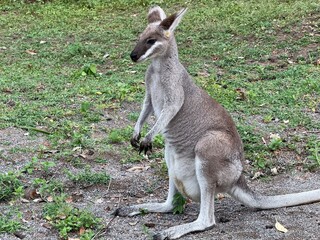 Closeup of Wallaby in front of grass