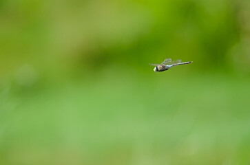 A dragonfly, a helicopter beetle flying on a blurry green background.