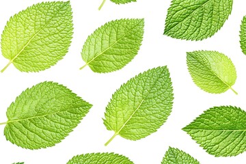 Fototapeta premium Vibrant Green Leaves, Nature's Beauty