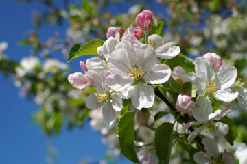 Blossoms on an apple tree.Blooming orchards.