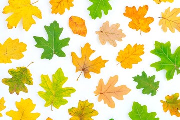 Fototapeta premium Autumn Leaves: Colorful Fall Foliage Display