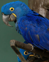 Anodorhynchus hyacinthinus