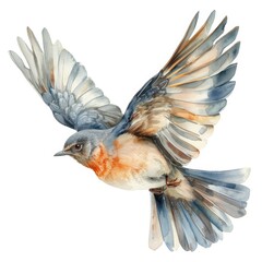 Fototapeta premium Painting of Swallow Bird Flying on White Background.